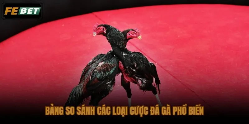 So sánh loại cược kèo đá gà trực tuyến từ thắng thua đến tài xỉu
