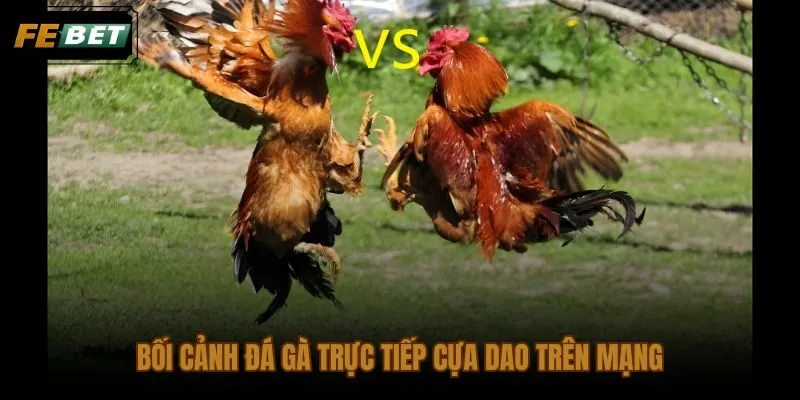 Đá gà trực tiếp cựa dao và nhu cầu xem nhanh từ trường gà Philippines