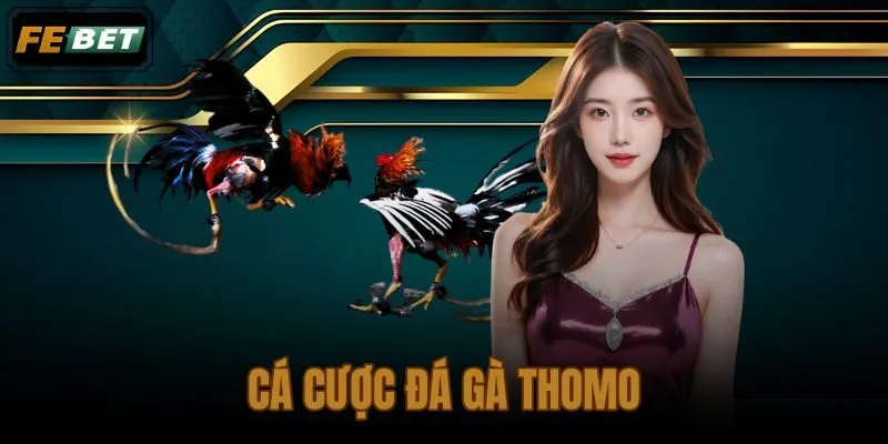 Cá cược đá gà Thomo