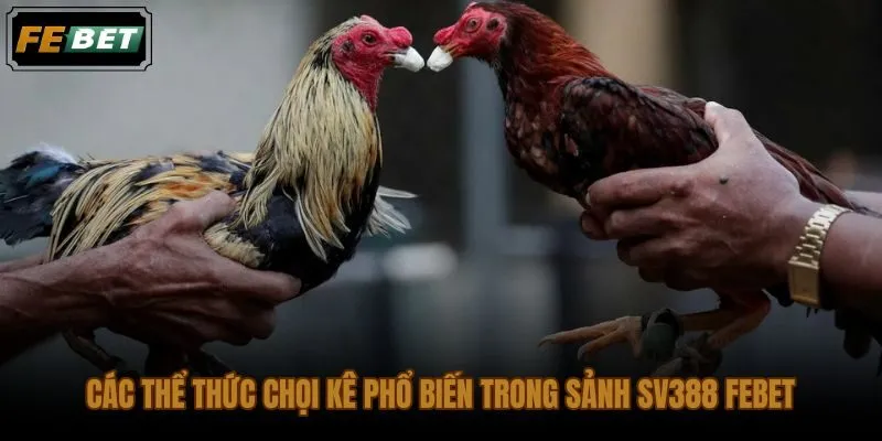 Thể thức đá gà FEBET từ cựa sắt đến gà đòn và nhịp trận riêng biệt