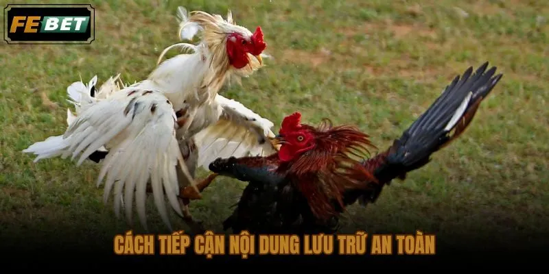 Đá gà trực tiếp cựa dao dạng tư liệu xem lại giữ trách nhiệm cá nhân