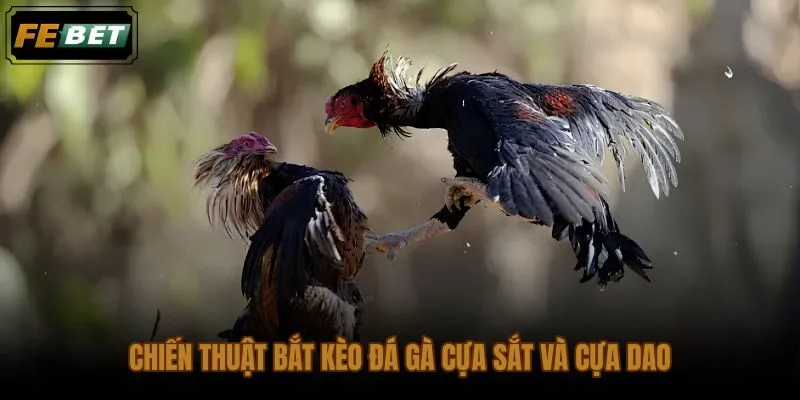 Cách bắt kèo đá gà SV388 theo loại cựa và nhịp biến động tỷ lệ