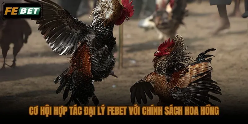 Chương trình đại lý FEBET dành cho người làm nội dung đá gà SV388