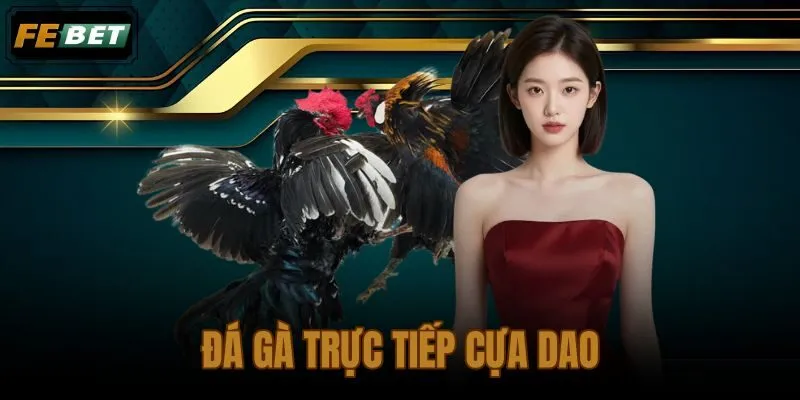 Đá gà trực tiếp cựa dao