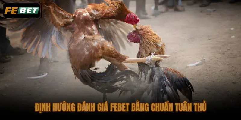 Đánh giá FEBET theo chuẩn tuân thủ khi xem đá gà trực tiếp cựa dao