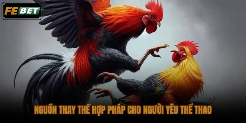 Thay thế nhu cầu xem lại trận đá gà hôm nay bằng thể thao có giấy phép