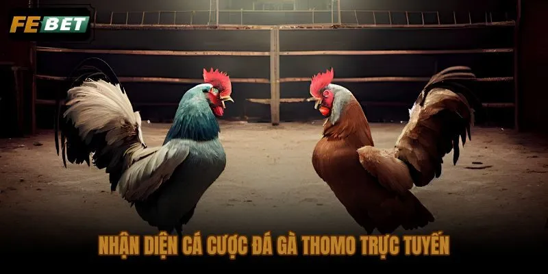 Cá cược đá gà Thomo trực tuyến qua livestream kèm kèo cùng mã bồ
