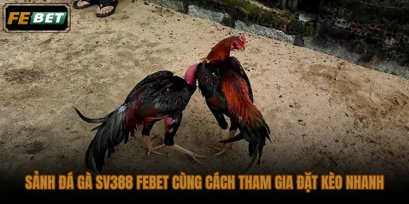 Đá gà FEBET qua SV388 với bảng kèo trực tiếp và thao tác đặt tiền gọn