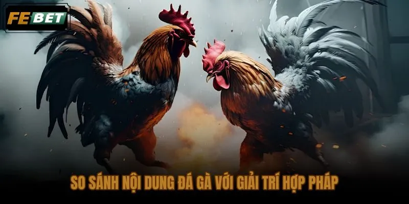 Cá cược đá gà Thomo đối chiếu với giải trí hợp pháp qua pháp lý và rủi ro
