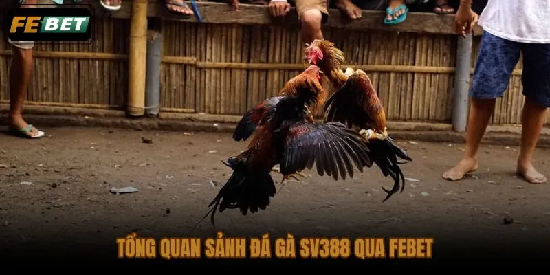Sảnh đá gà SV388 FEBET với luồng điều hướng tập trung và phân khu rõ ràng