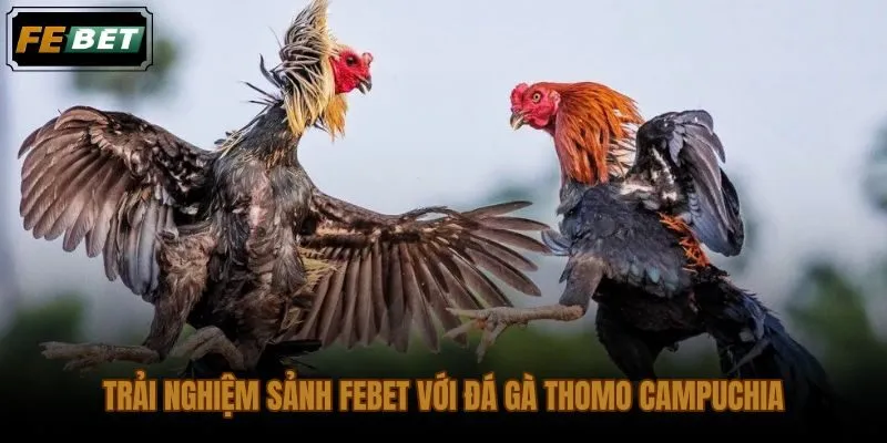 Sảnh FEBET hiển thị kèo đá gà trực tuyến Thomo cùng hình ảnh trận