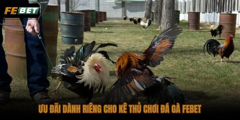 Ưu đãi đá gà FEBET kèm điều kiện vòng cược và giới hạn rút tiền cụ thể