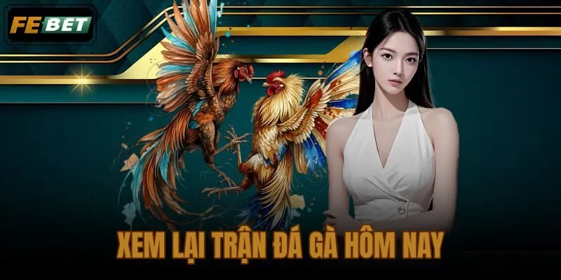 Xem lại trận đá gà hôm nay